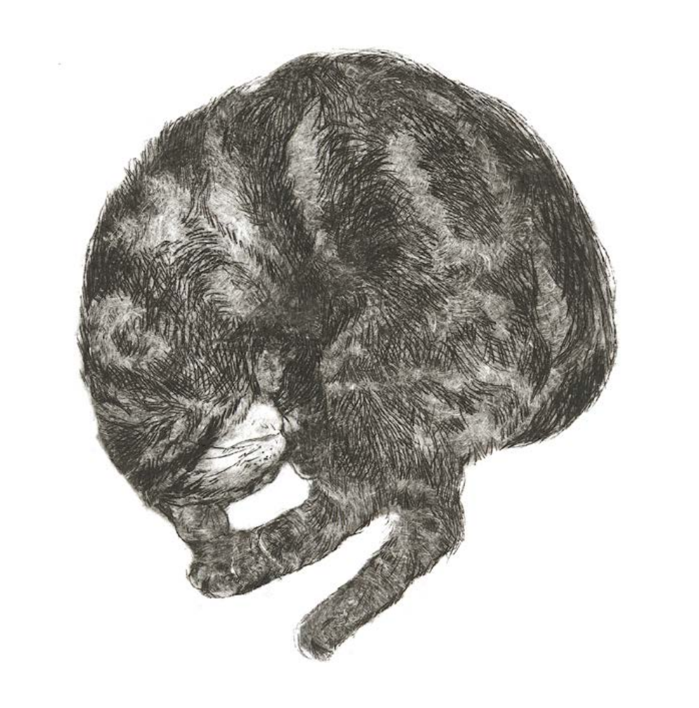 Rumi sleeping (cat) - Greetings Card