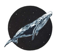 Humpback whale (Megaptera novaeangliae) - Greetings Card