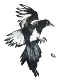 The Thief (magpie) - Greetings Card