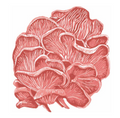 Pink Oyster Mushrooms (greetings card)