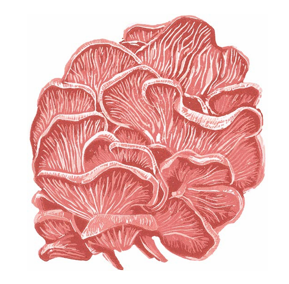 Pink Oyster Mushrooms (greetings card)