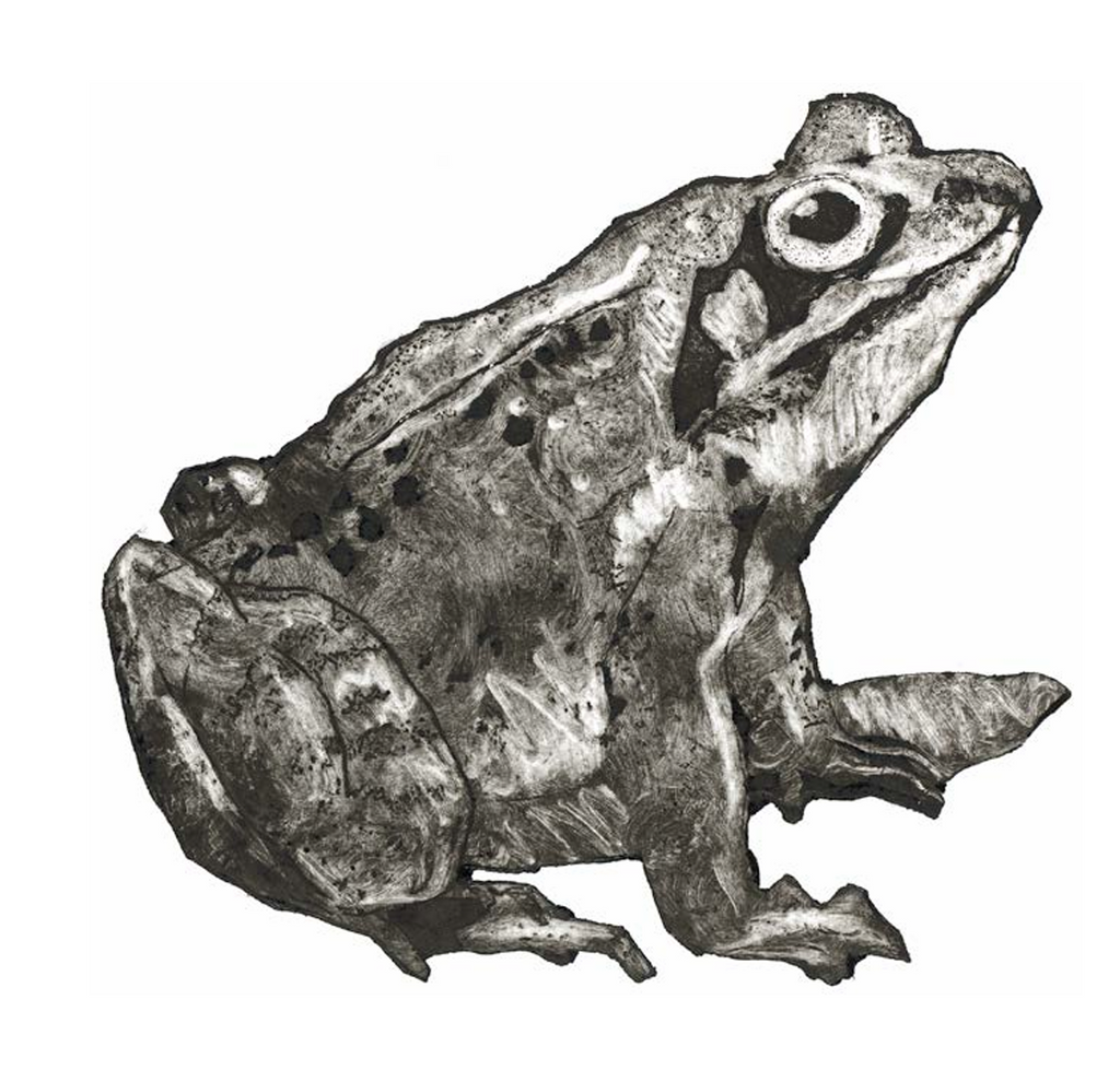 The Frog (greetings card)