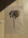 PREORDER Agapanthus flower linocut print