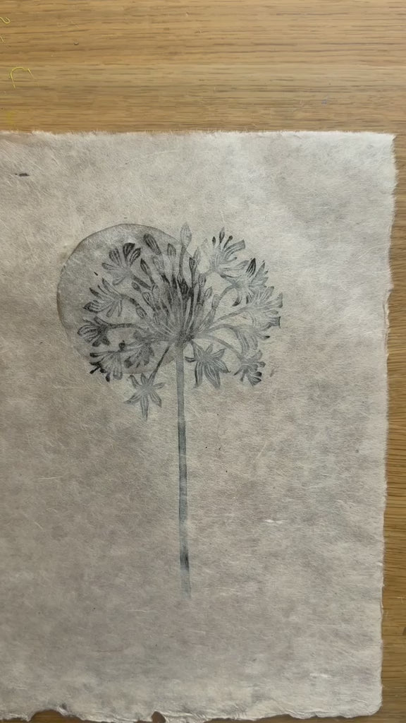 PREORDER Agapanthus flower linocut print